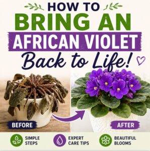 Revive an overgrown African violet with these easy care tips. Learn how to care for African violets, improve soil, and fix watering issues for healthy blooms.