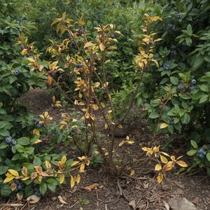 Blueberry bush with yellowing leaves