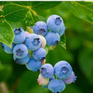 How Many Blueberry Bushes Per Person? (The Berry Math)