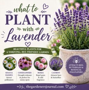 Discover the best companion plants to grow with lavender like shasta daisies, coneflowers, roses, and catmint. Create a low-maintenance, pollinator-friendly garden that thrives in full sun.