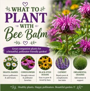Create a thriving pollinator garden with this easy companion planting guide for bee balm. Learn how to attract pollinators like bees and butterflies with plants like coneflowers and black eyed susan.