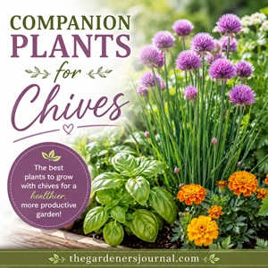Best Companion Plants for Chives