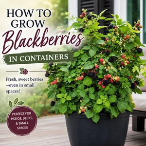 Learn how to grow blackberries in containers and enjoy fresh berries even in small spaces! This easy guide covers the best pots, soil, watering tips, and care for growing juicy blackberries on patios, porches, decks, and balconies. Perfect for container gardening, small space gardening, edible gardening, backyard gardening, and cottage garden inspiration.